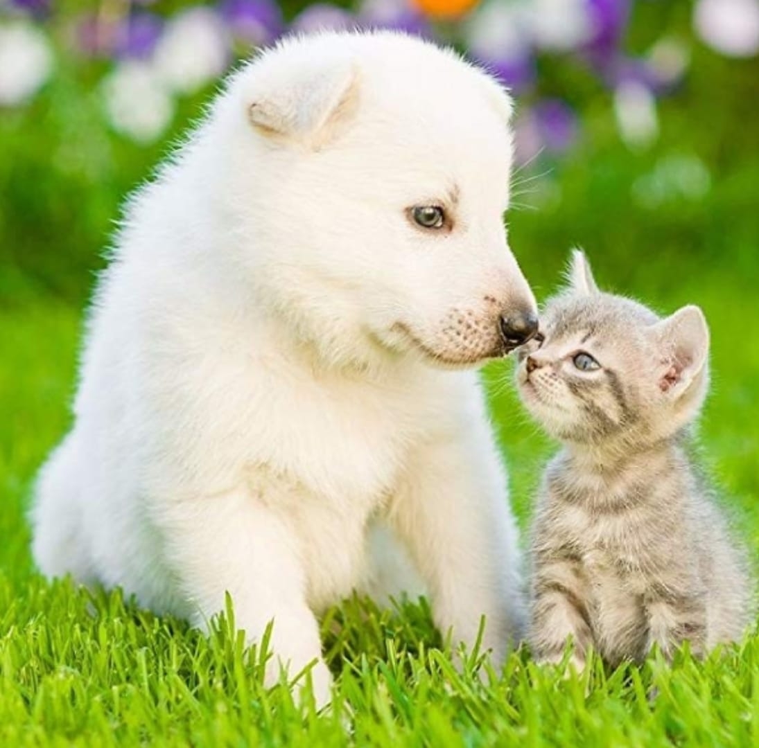 Pets at Peace - Puppy and Kitten